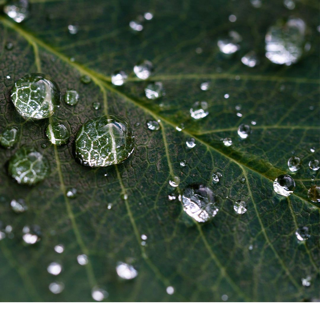 CELIV - Fórmulas biocompatibles de Dermocosmética del sur de Chile